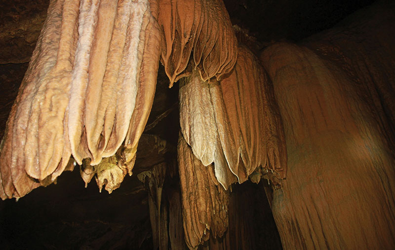 động Brai